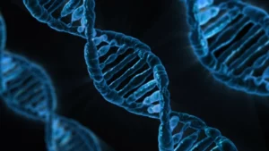 Chromosomen